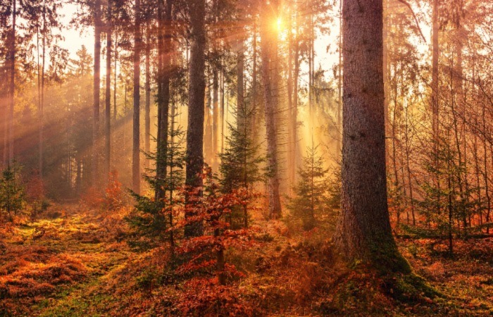 forest trees sun