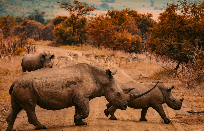 How AI Leads the Charge in Saving Endangered Species