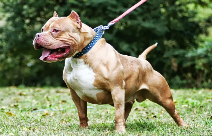 XL Bully Dogs to be Prohibited by UK Government