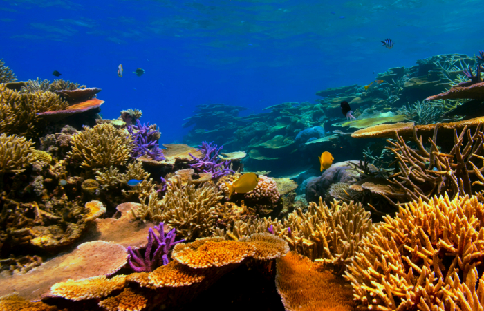 Coral reef mapping study expands known extent of reef ecosystems worldwide, revealing their larger global footprint and underscoring importance of conservation efforts.