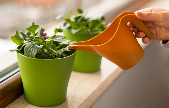 Tap water for plants