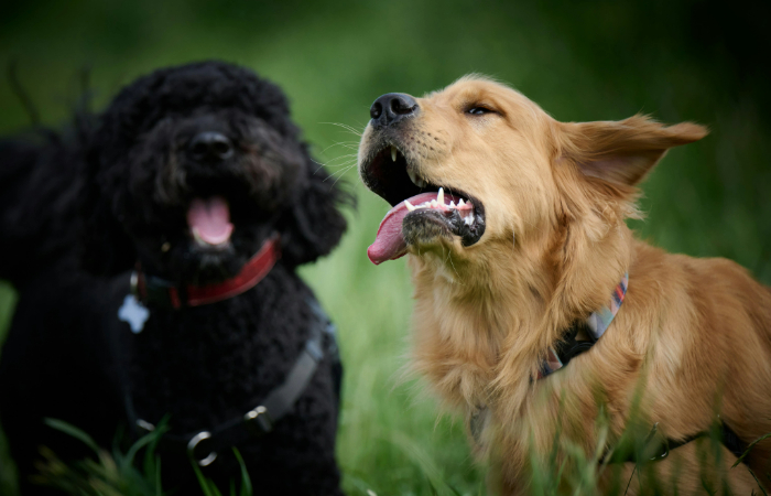 comparing small dog breeds and large dog breeds, highlighting their different characteristics, needs, and ideal living conditions to help prospective owners decide which size dog is right for them.
